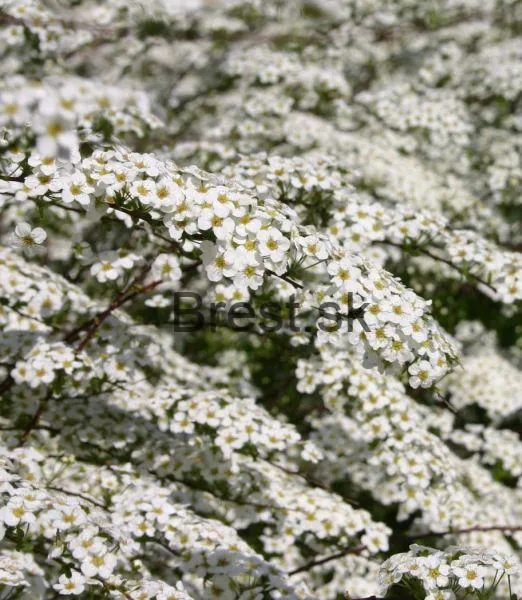 Spiraea cinerea 'Grefsheim' 9*9